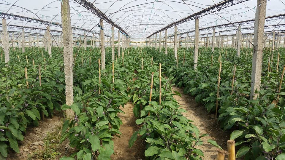 Sqarohet zbatimi i TVSH: Kompensimi 10 per qind për fermerët do llogaritet mbi vlerën e autofaturave